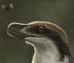 Rekonstruktion av en Acheroraptor.