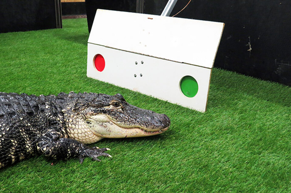 Alligator framför skylt med röd och grön prick. Foto.