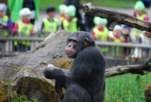 Bilden visar en av schimpanserna i Furuviks djurpark.