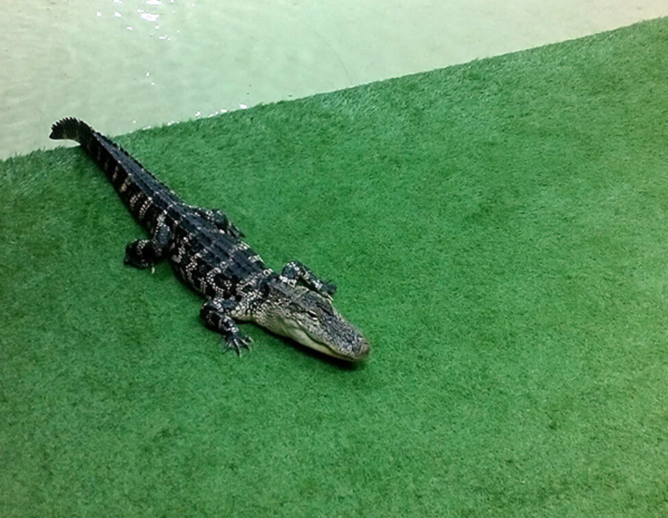 Alligator på grön plastgräsmatta. Foto.